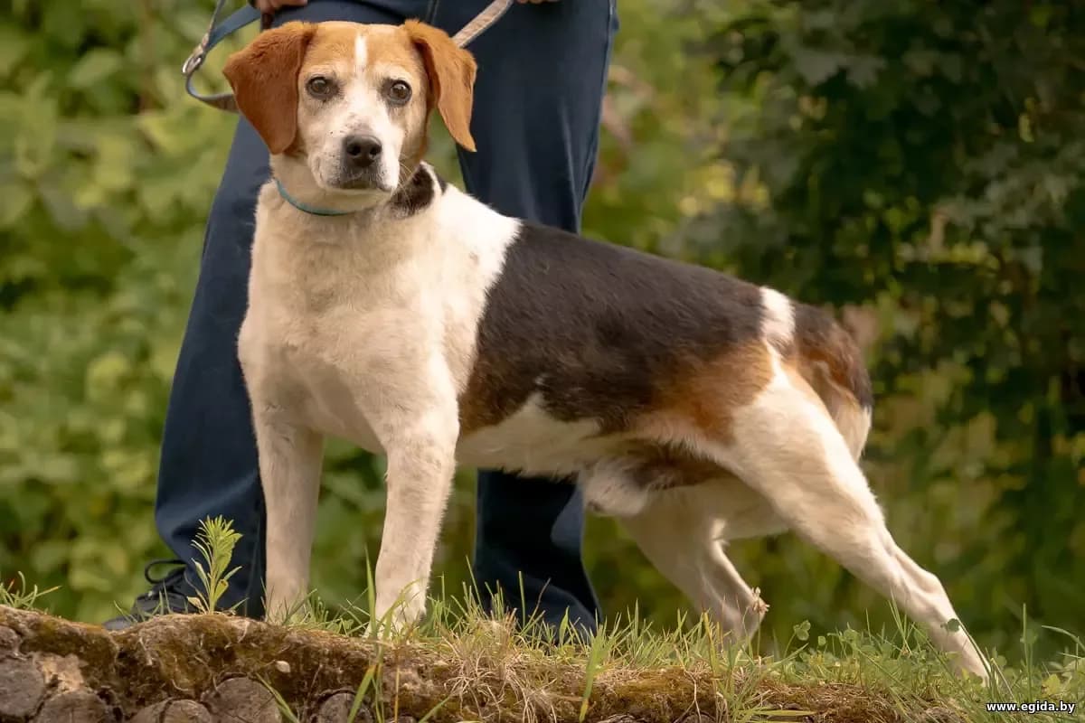 Amur (Амур), male senior Mixed Breed for adoption at Egida Animal Shelter (Belarus), Minsk