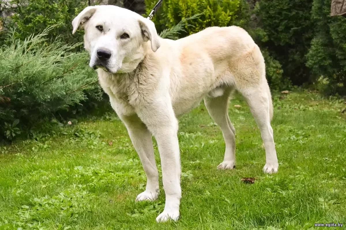 Oskar (Оскар), male young Mixed Breed for adoption at Egida Animal Shelter (Belarus), Minsk