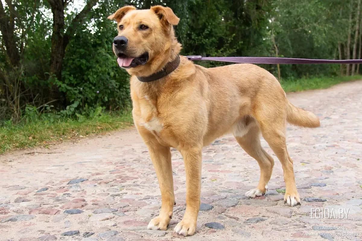 Dzhek (Джек), male 7yo Mixed Breed for adoption at Egida Animal Shelter (Belarus), Minsk