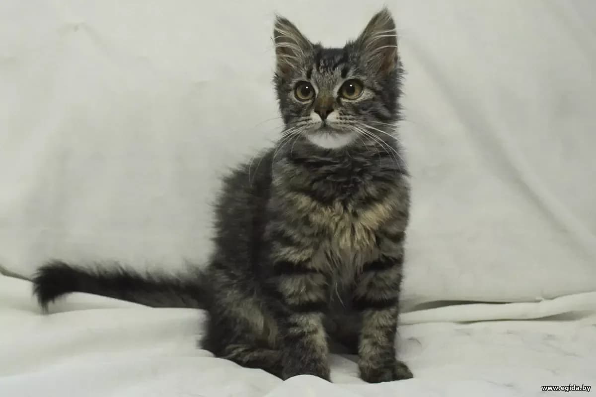 Chuncha (Чунча), female 3yo Mixed Breed for adoption at Egida Animal Shelter (Belarus), Minsk