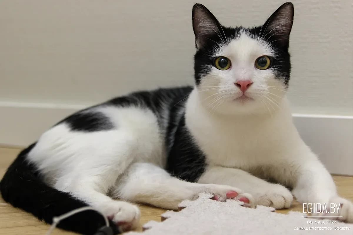 Shmyak (Шмяк), male 7yo Mixed Breed for adoption at Egida Animal Shelter (Belarus), Minsk
