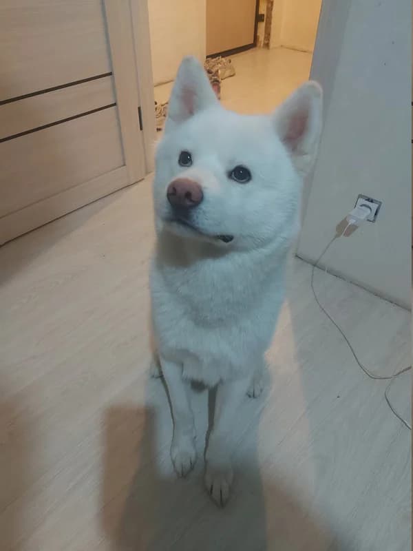Rokki (Rokki) (Rokki (Рокки)), male young mixed breed for adoption at HelpSafe