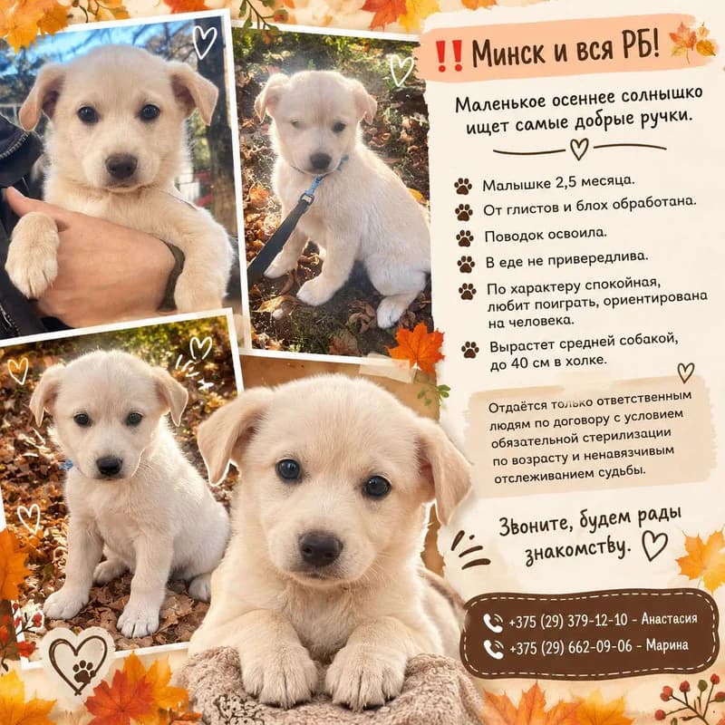 Sandra (Sandra) (Sandra (Сандра)), female puppy mixed breed for adoption at HelpSafe