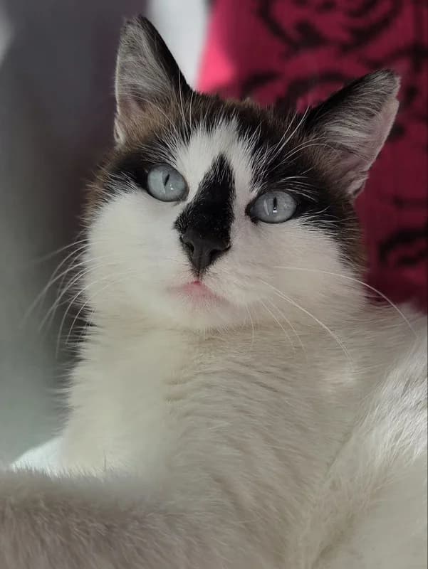 Sienna (Sienna) (Sienna (Сиенна)), female young Mixed Breed for adoption at HelpSafe