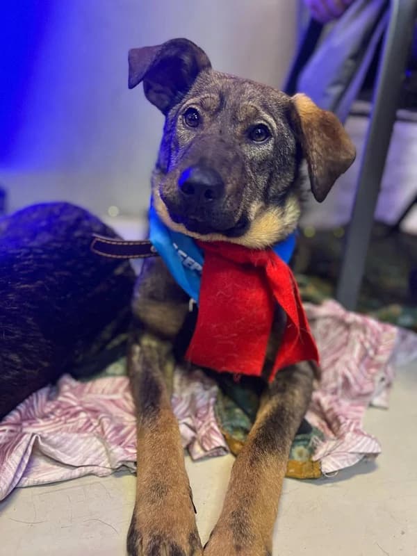 Tom (Tom) (Tom (Том)), male puppy mixed breed for adoption at HelpSafe