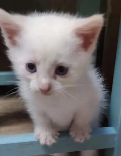Kotenok Tonkinskiy porody rodilsya 09.08 (Котенок Тонкинский породы родился 09.08), Mixed Breed for adoption at Kotyata Darom, Minsk Region