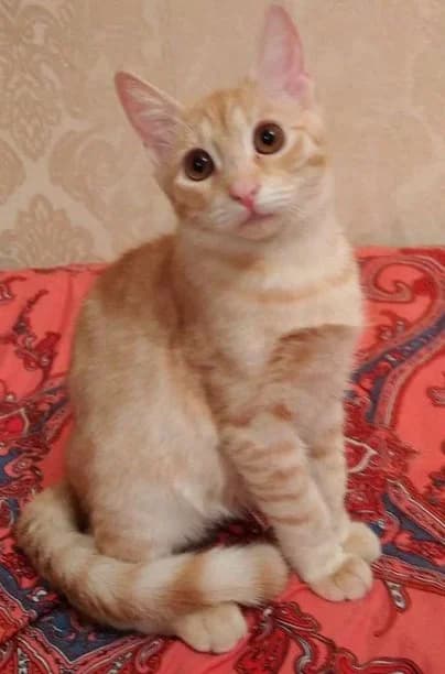 Kotenok 5 mesyatsev, devochka Araviyskaya Mau poroda (Котенок 5 месяцев, девочка Аравийская Мау поро, female Mixed Breed for adoption at Kotyata Darom, Minsk Region