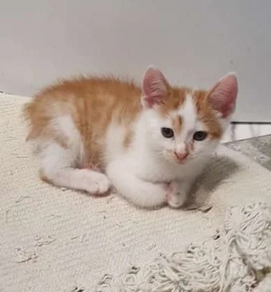 Yaponskiy bobteyl (Японский бобтейл), Mixed Breed for adoption at Kotyata Darom, Minsk Region
