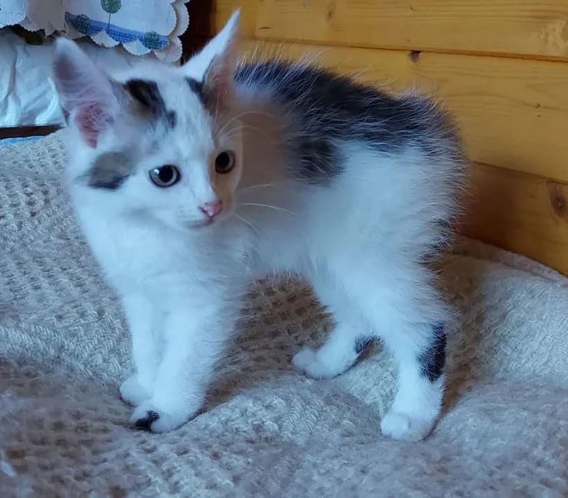 Malysh Yaponskiy bobteyl ishtet dom. Vozrast 2 mesyatsa (Малыш Японский бобтейл ищет дом. Возраст 2 , Mixed Breed for adoption at Kotyata Darom, Minsk Region