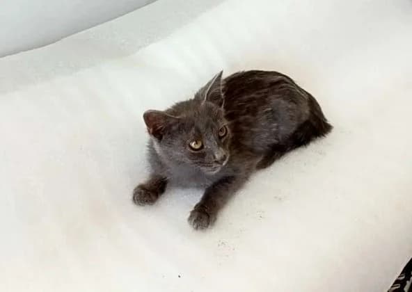 Kotenok shartrez malchik (Котенок шартрез мальчик), male Mixed Breed for adoption at Kotyata Darom, Minsk Region