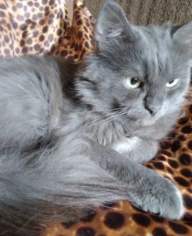 Kotenok shartrez (Котенок шартрез), Mixed Breed for adoption at Kotyata Darom, Minsk Region