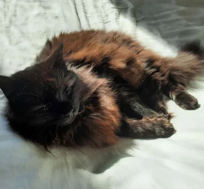 Otdam kota metisy Shantili Tiffani (Отдам кота метисы Шантильи Тиффани), Mixed Breed for adoption at Kotyata Darom, Minsk Region