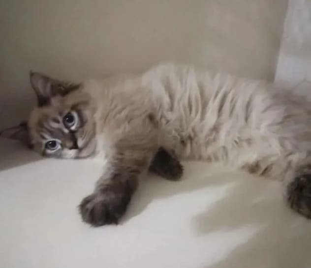 Nevskie maskaradnye kotyata (Невские маскарадные котята), Mixed Breed for adoption at Kotyata Darom, Minsk Region