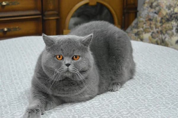 Vyazka.Britanskiy kot (Вязка.Британский кот), male Mixed Breed for adoption at Kotyata Darom, Minsk Region