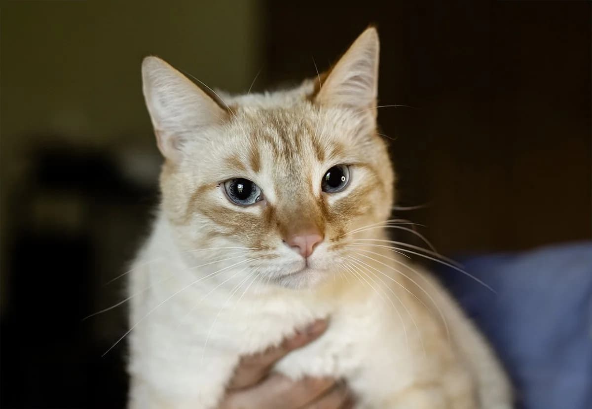 Nezhnyy i krasivyy kotik Benya v dar (Нежный и красивый котик Беня в дар), male Mixed Breed for adoption at Kotyata Darom, Minsk Region