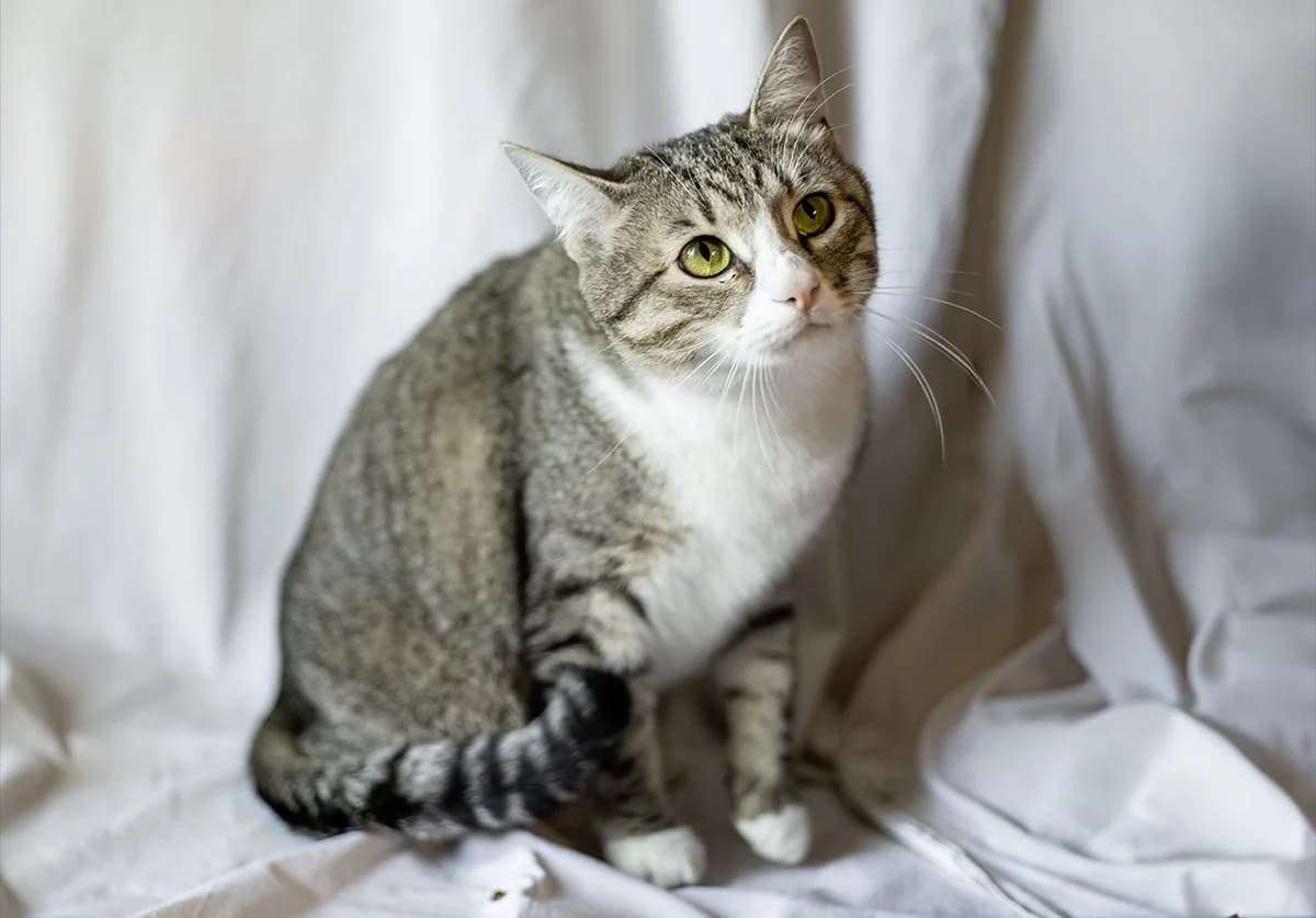 Chudesnaya koshechka Goldi v dar (Чудесная кошечка Голди в дар), female Mixed Breed for adoption at Kotyata Darom, Minsk Region