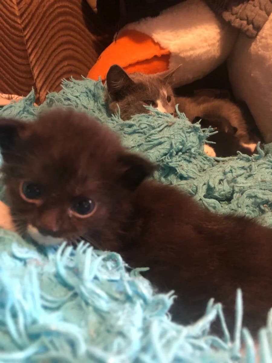 2 kota 2 koshki (2 кота 2 кошки), Mixed Breed for adoption at Kotyata Darom, Minsk Region