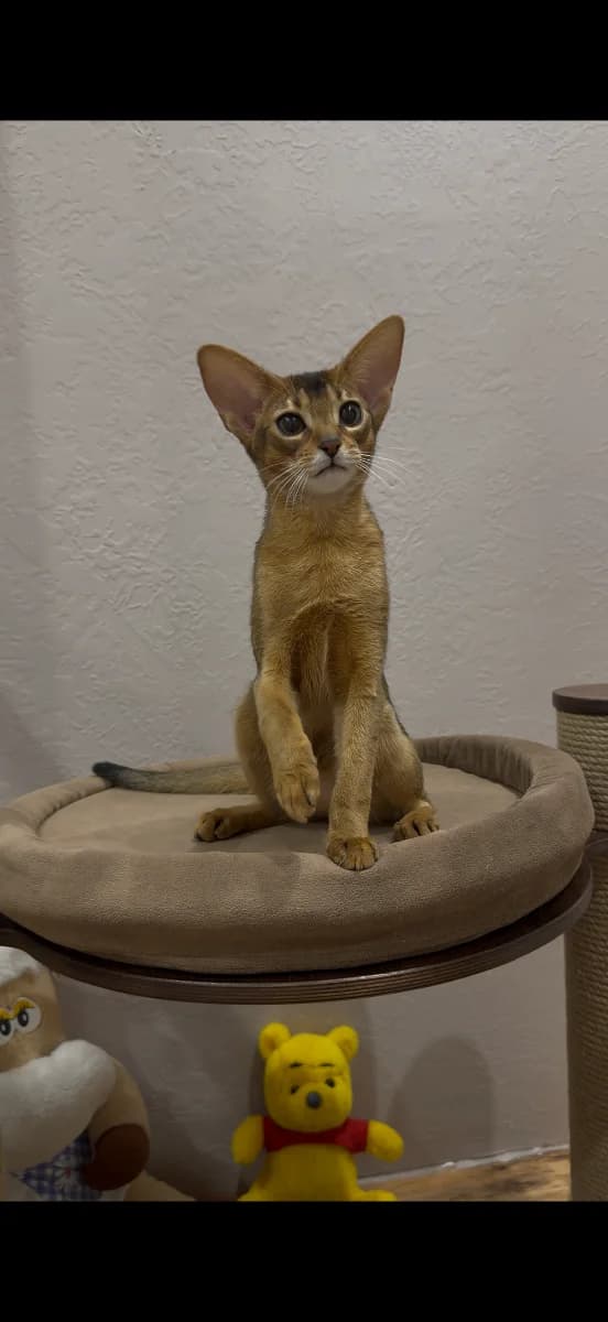 Abissinskiy kotёnok, devochka (Абиссинский котёнок, девочка), female Mixed Breed for adoption at Kotyata Darom, Minsk Region