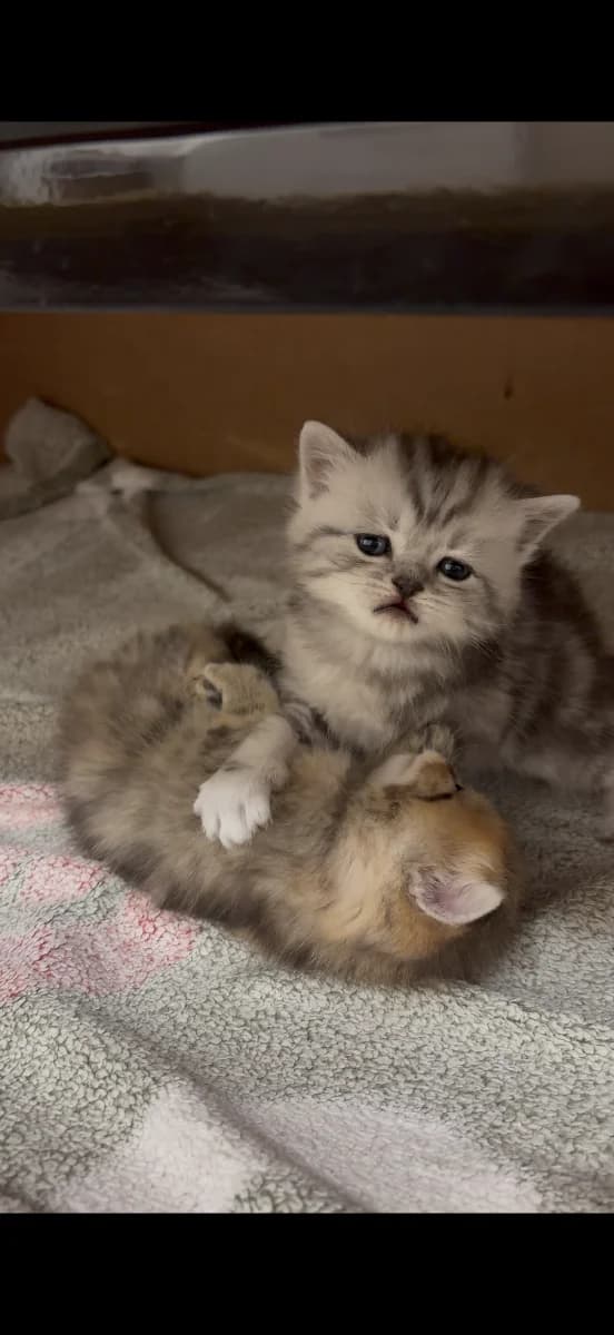 Shotlandskie kotyata (Шотландские котята), Mixed Breed for adoption at Kotyata Darom, Minsk Region