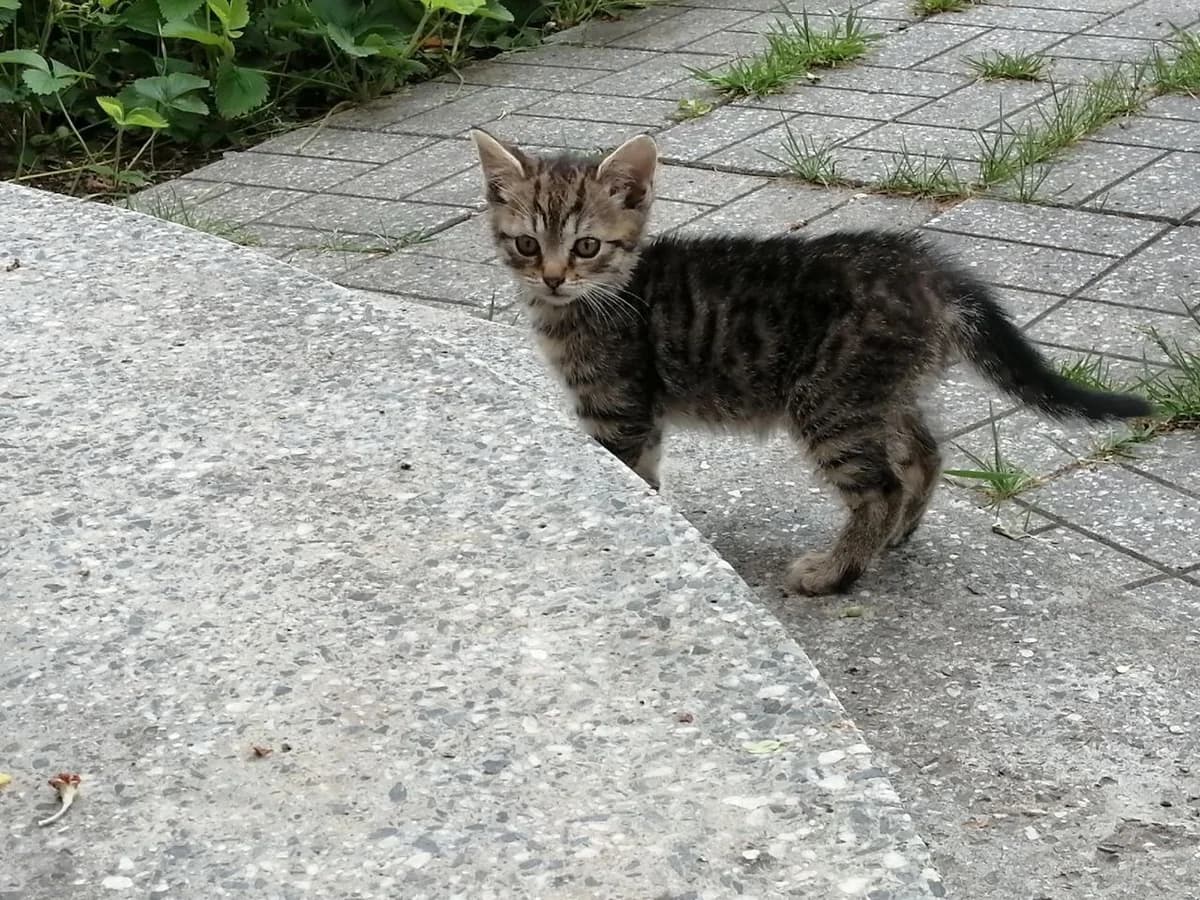 Kotenok ishtet dom (Котенок ищет дом), Mixed Breed for adoption at Kotyata Darom, Minsk Region