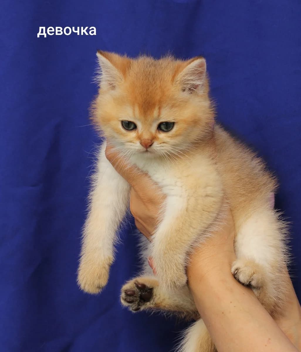 Shotlandskie kotyata (Шотландские котята), Mixed Breed for adoption at Kotyata Darom, Minsk Region