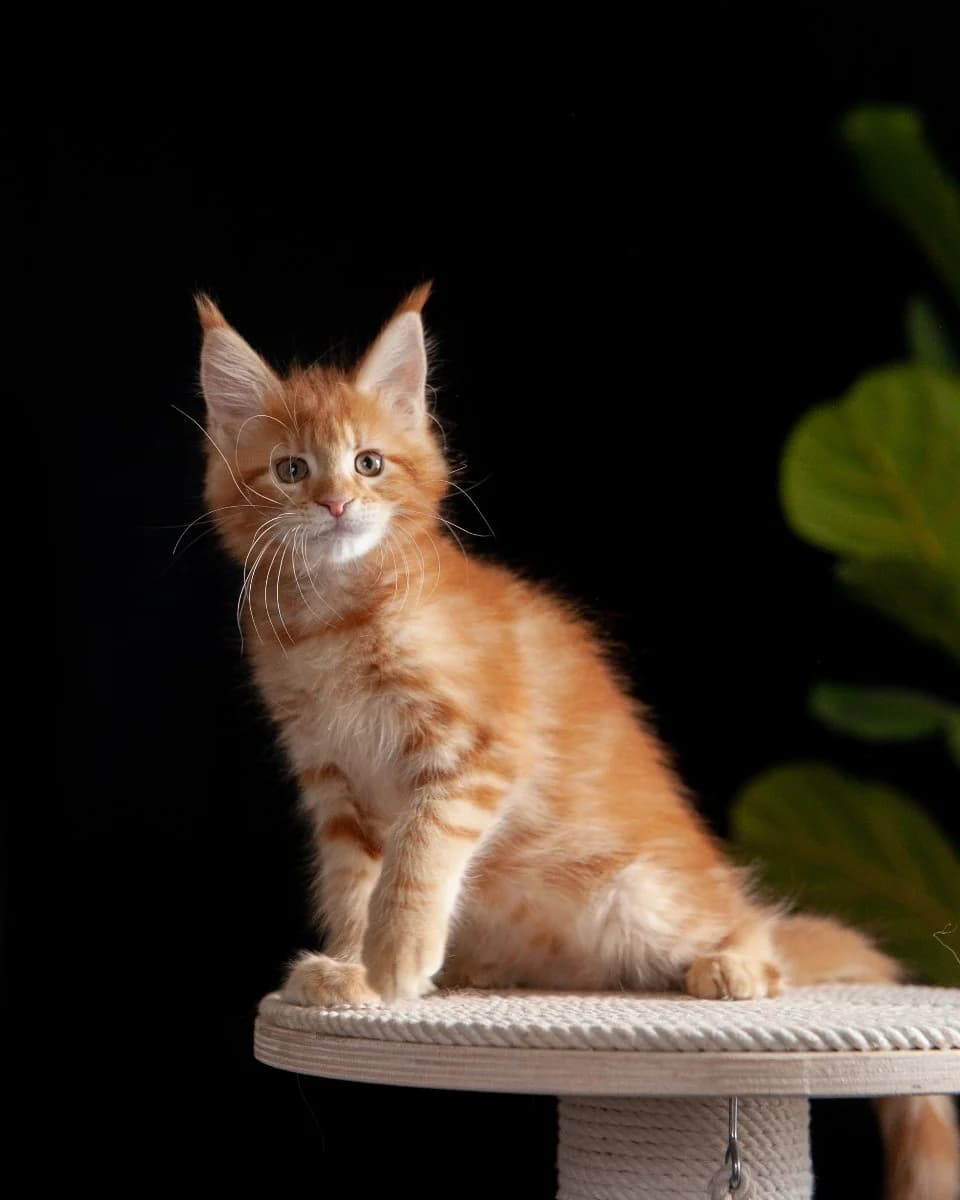 devochka meyn-kun (девочка мейн-кун), female Mixed Breed for adoption at Kotyata Darom, Minsk Region
