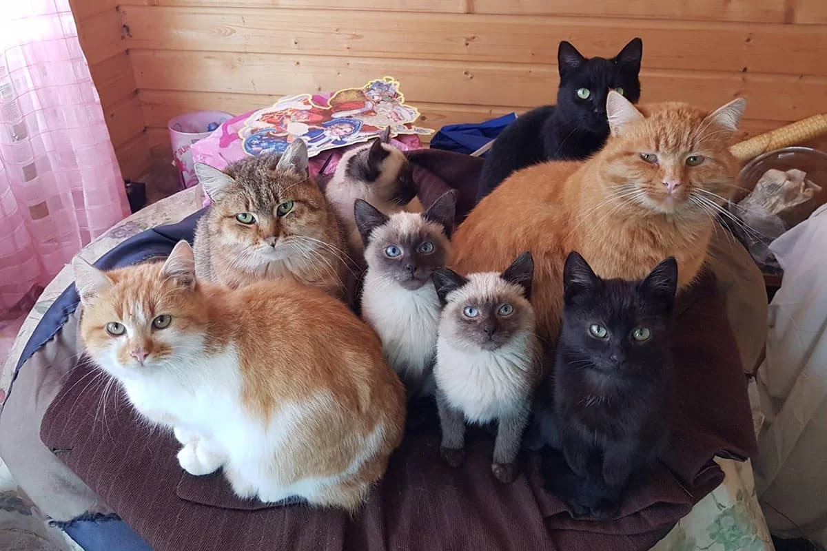 Kotiki ochen srochno ishtut dom (Котики очень срочно ищут дом), Mixed Breed for adoption at Kotyata Darom, Minsk Region