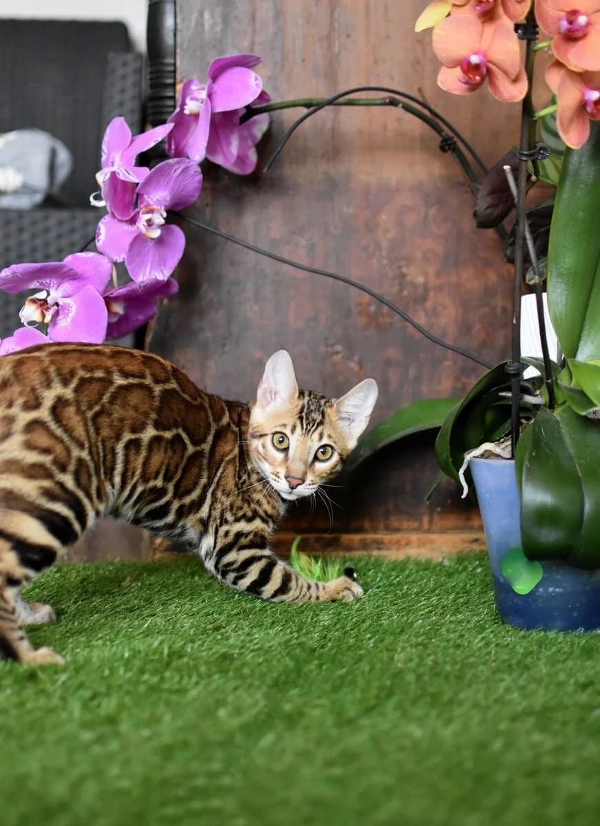 Bengalskiy kotenok iz pitomnika (Бенгальский котенок из питомника), Mixed Breed for adoption at Kotyata Darom, Minsk Region