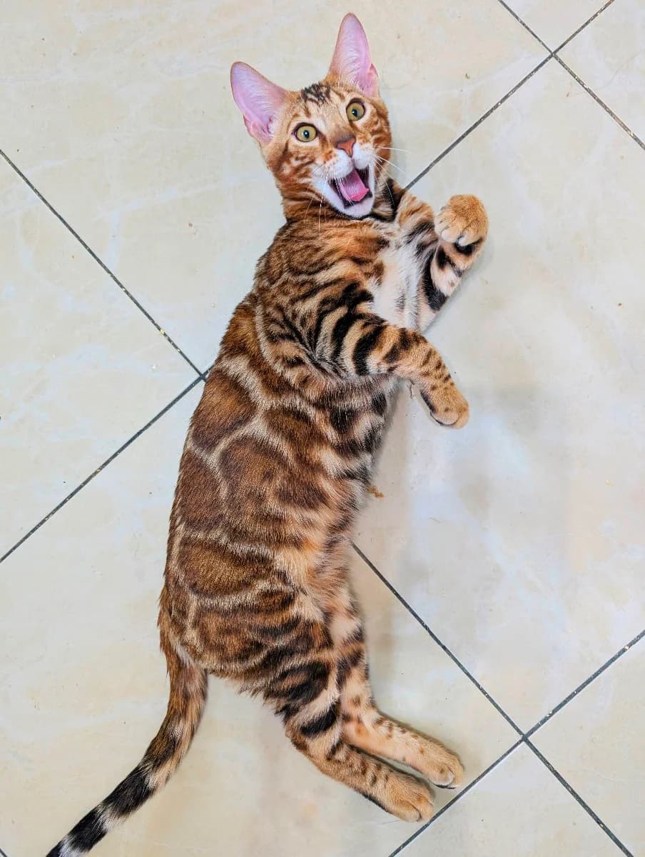 Bengalskie kotyata iz pitomnika (Бенгальские котята из питомника), Mixed Breed for adoption at Kotyata Darom, Minsk Region