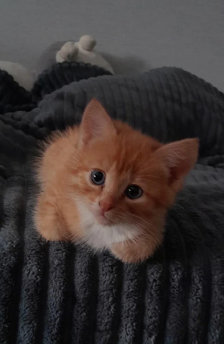 Srochno kotёnok v dar (Срочно котёнок в дар), Mixed Breed for adoption at Kotyata Darom, Minsk Region