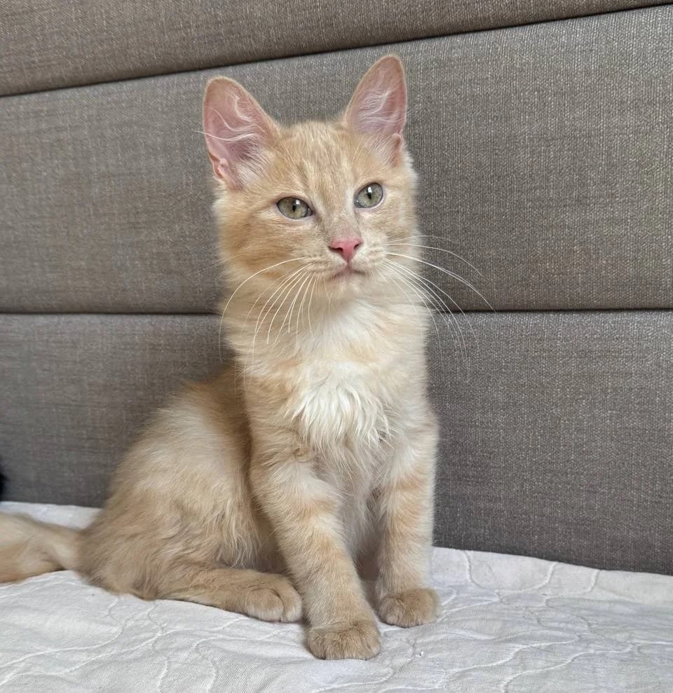 Ryzhiy kotёnok Persik srochno ishtet dom (Рыжий котёнок Персик срочно ищет дом), Mixed Breed for adoption at Kotyata Darom, Minsk Region