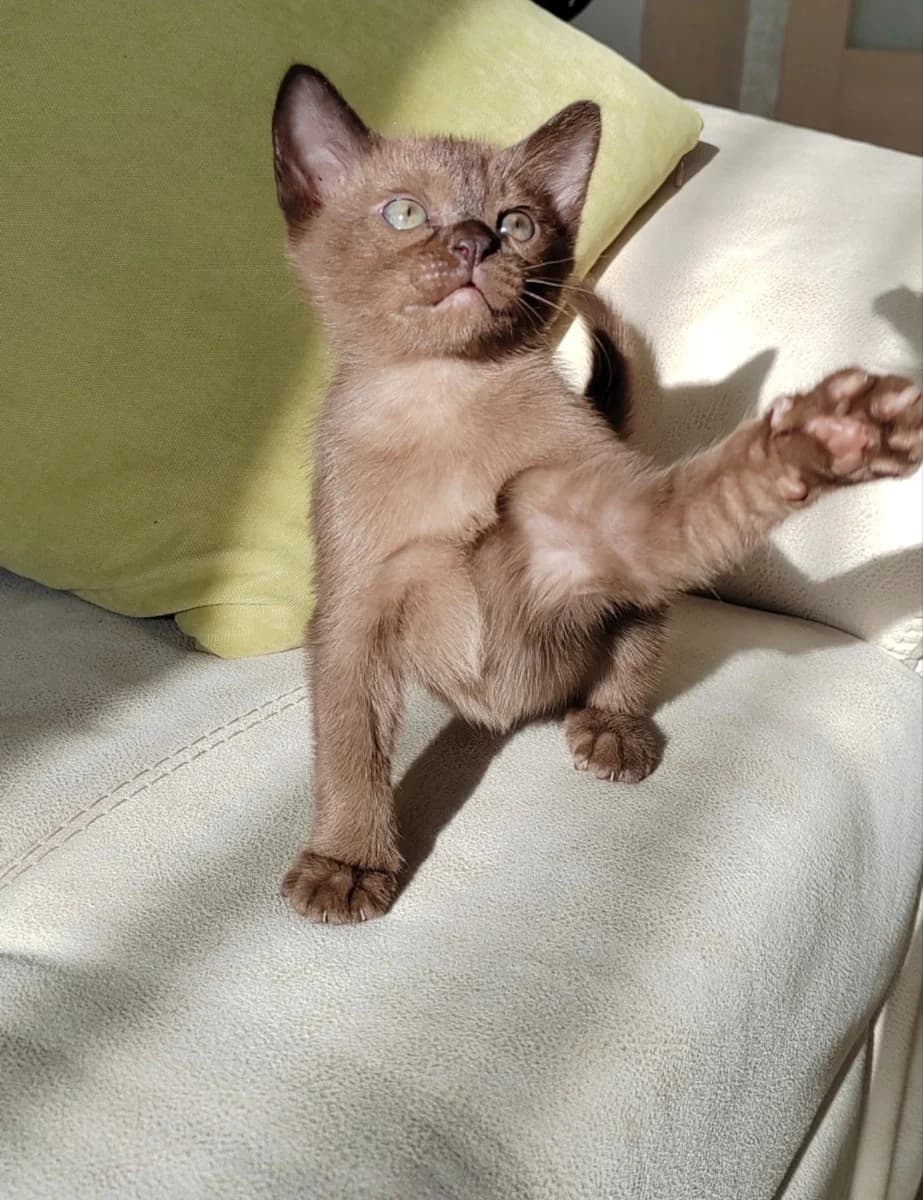 chistoporodnye kotyata evropeyskoy burmy (чистопородные котята европейской бурмы), Mixed Breed for adoption at Kotyata Darom, Minsk Region