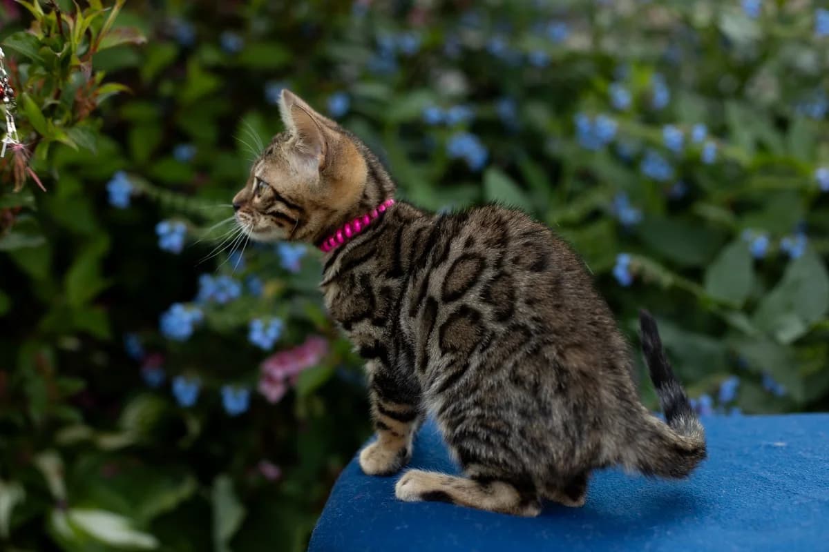 Bengalskaya devochka (Бенгальская девочка), female Mixed Breed for adoption at Kotyata Darom, Minsk Region
