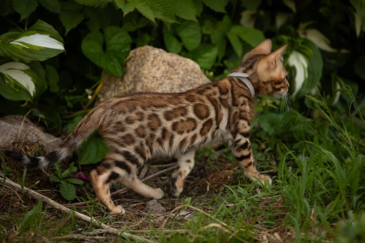 Bengalskaiy malchik (Бенгальскаий мальчик), male Mixed Breed for adoption at Kotyata Darom, Minsk Region