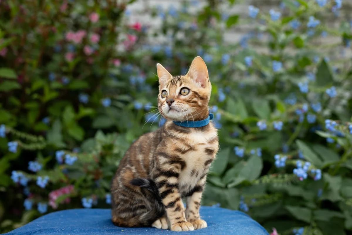 Pitomnik bengalskikh koshek Blossom Paradise (Питомник бенгальских кошек Blossom Paradise), Mixed Breed for adoption at Kotyata Darom, Minsk Region