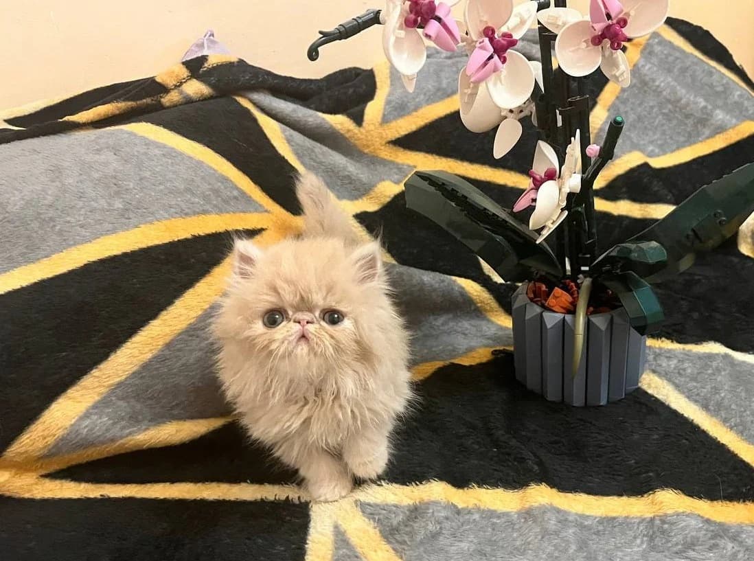 Persidskie kotyata (Персидские котята), Mixed Breed for adoption at Kotyata Darom, Minsk Region