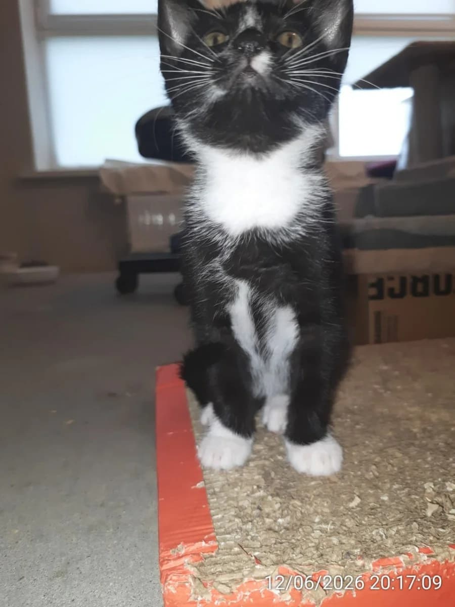 Belo-chernyy kotenok, emu 9 nedel (Бело-черный котенок, ему 9 недель), Mixed Breed for adoption at Kotyata Darom, Minsk Region