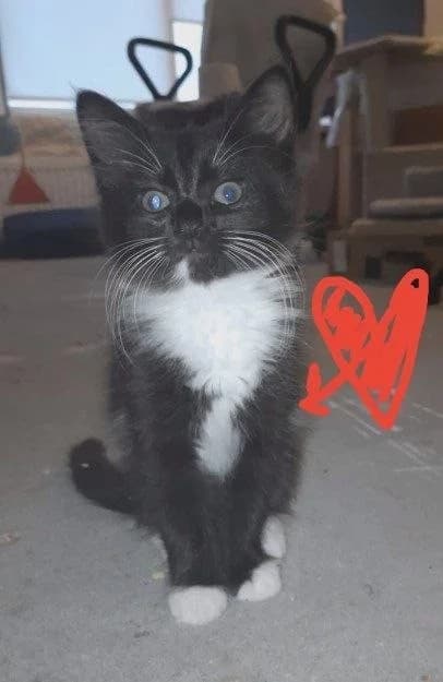 Belo-chernyy kotenochek 9 nedelya (Бело-черный котеночек 9 неделя), Mixed Breed for adoption at Kotyata Darom, Minsk Region