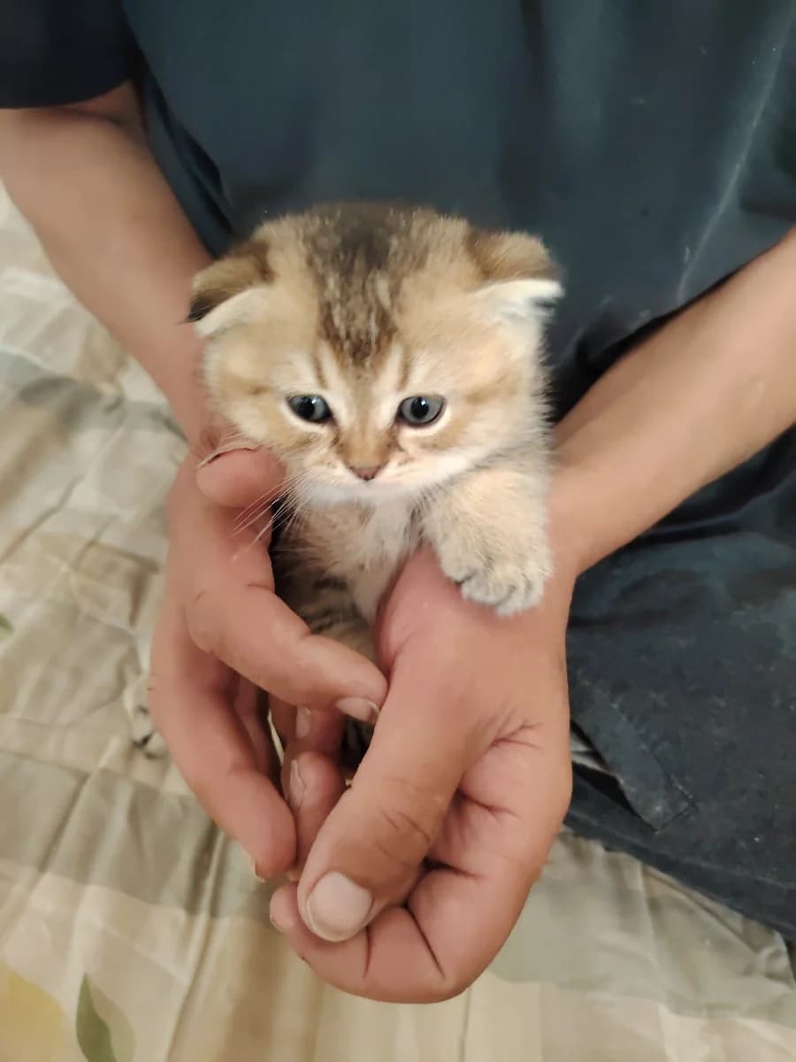 Shotlandskie kotyata (Шотландские котята), Mixed Breed for adoption at Kotyata Darom, Minsk Region