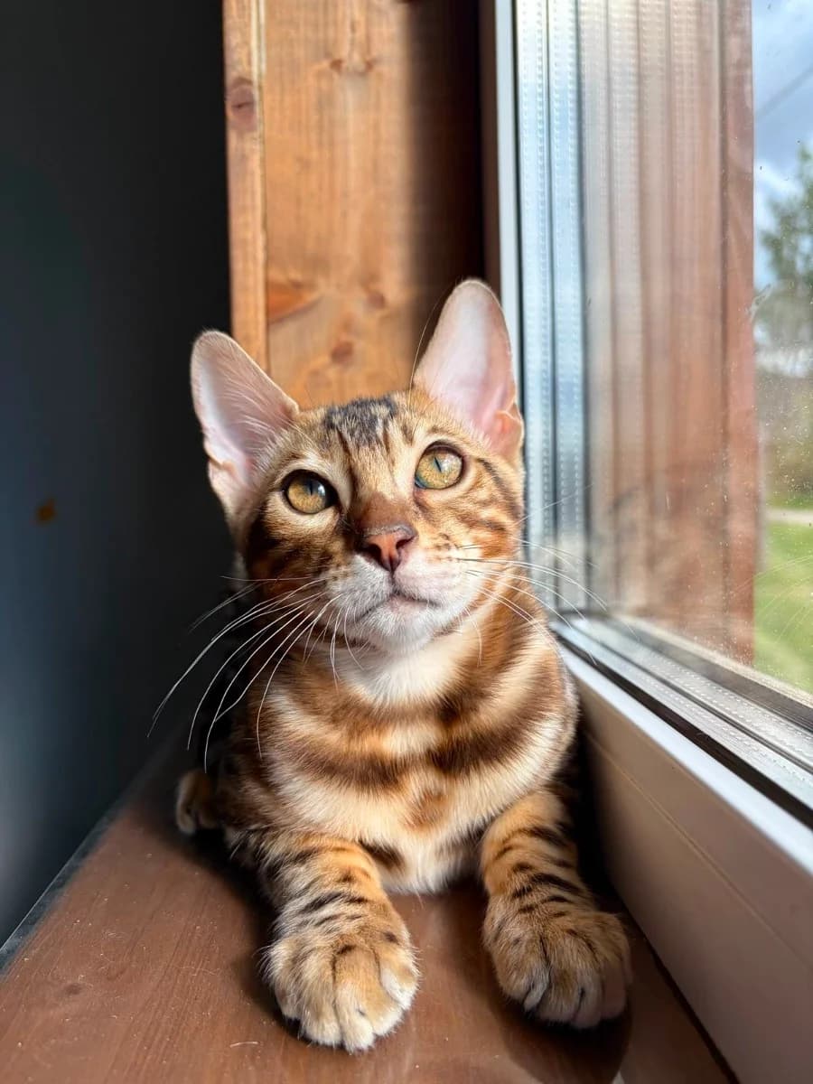 bengalskiy kotenok (malchik) (бенгальский котенок (мальчик)), male Mixed Breed for adoption at Kotyata Darom, Minsk Region