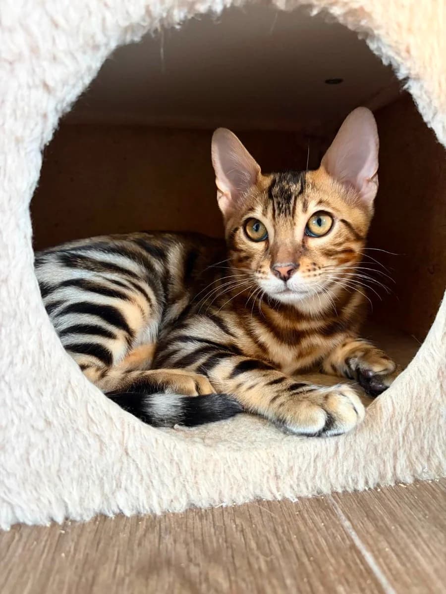 bengalskiy kotenok (malchik) (бенгальский котенок (мальчик)), male Mixed Breed for adoption at Kotyata Darom, Minsk Region