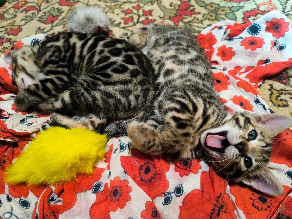 Bengalskie kotyata (Бенгальские котята), Mixed Breed for adoption at Kotyata Darom, Minsk Region