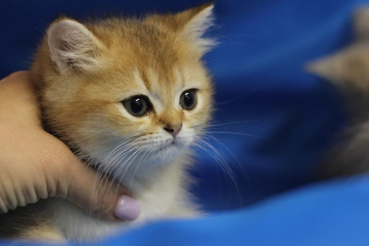 Shotlandskie kotyata (Шотландские котята), Mixed Breed for adoption at Kotyata Darom, Minsk Region