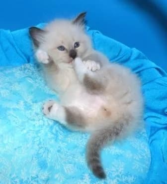 KOTYaTA PORODY NEVSKAYa MASKARADNAYa (КОТЯТА ПОРОДЫ НЕВСКАЯ МАСКАРАДНАЯ), Mixed Breed for adoption at Kotyata Darom, Minsk Region