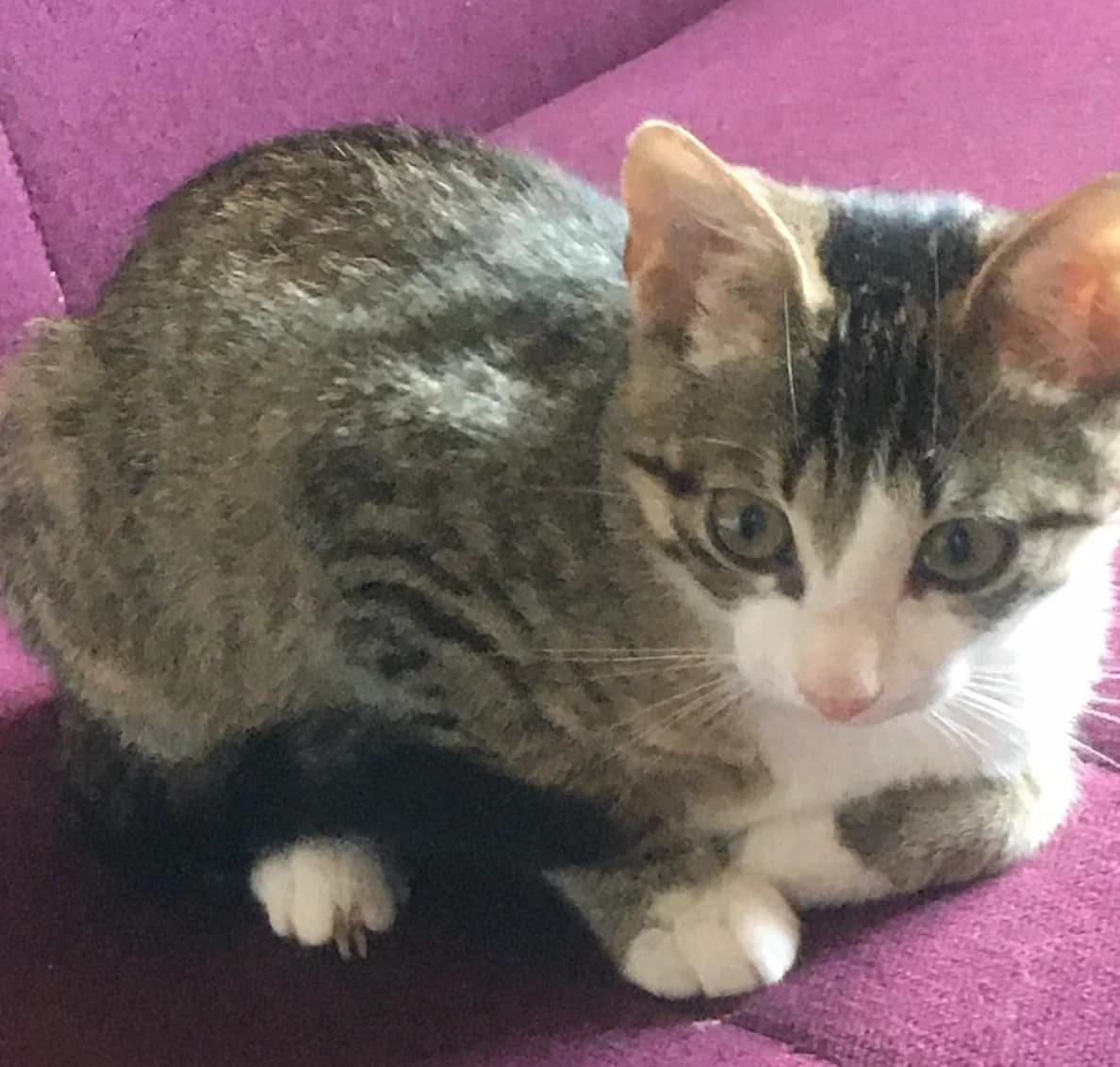 KOShKA TIFFANI V DAR! SROChNO! GROZIT ULITsA! SOS (КОШКА ТИФФАНИ В ДАР! СРОЧНО! ГРОЗИТ УЛИЦА! СОС), female Mixed Breed for adoption at Kotyata Darom, Minsk Region