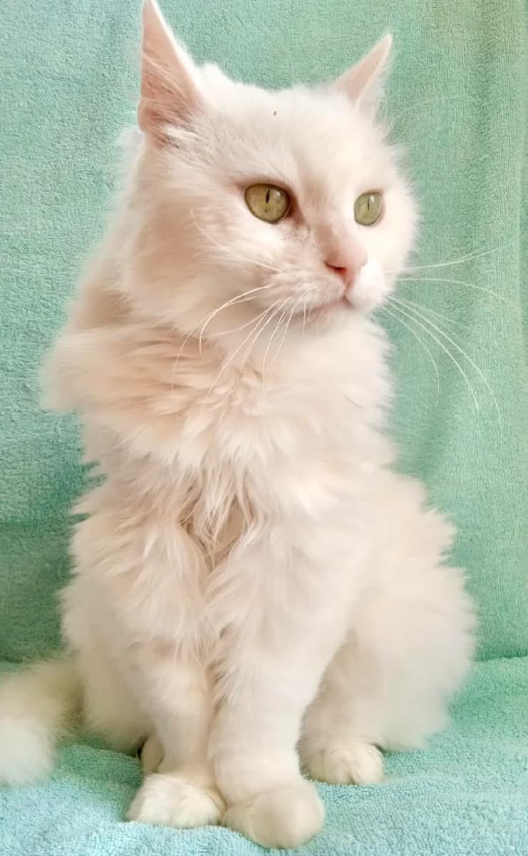 KOT TEO V DAR! IShtET DOM (КОТ ТЕО В ДАР! ИЩЕТ ДОМ), male Mixed Breed for adoption at Kotyata Darom, Minsk Region