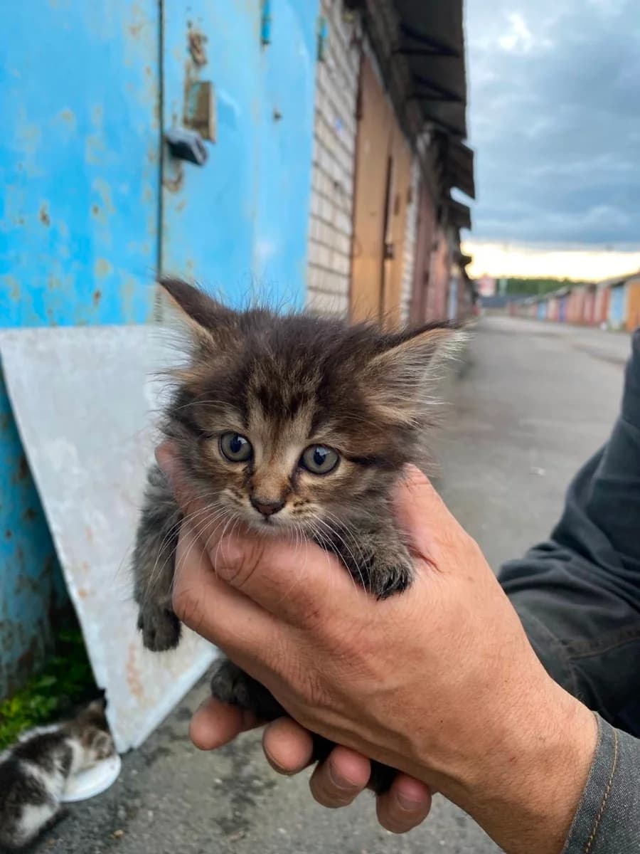Kotyata v dar (Котята в дар), Mixed Breed for adoption at Kotyata Darom, Minsk Region