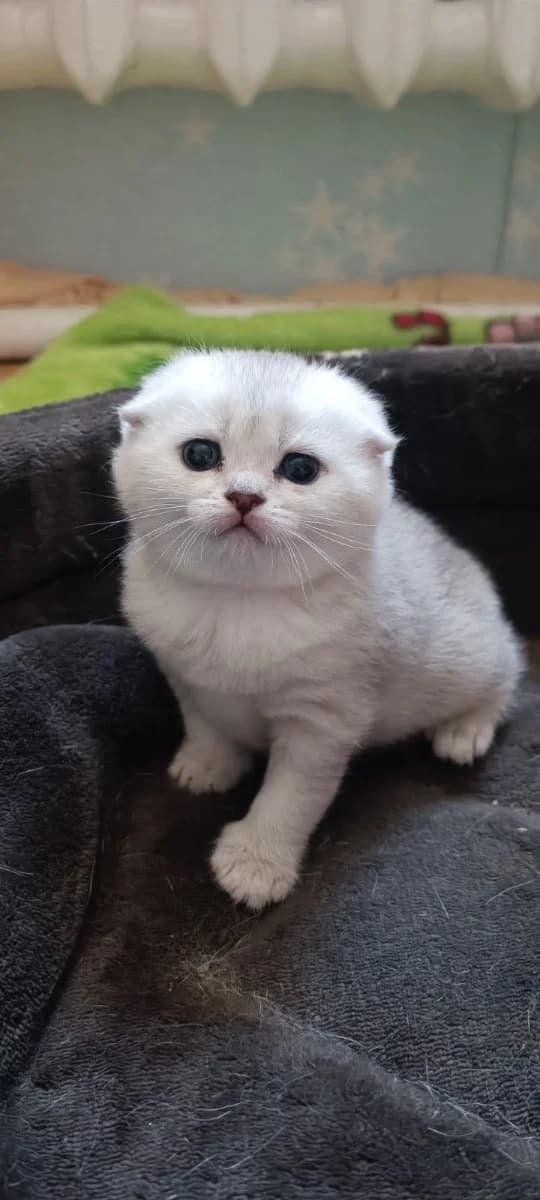 Kotyata shotlandskie (Котята шотландские), Mixed Breed for adoption at Kotyata Darom, Minsk Region