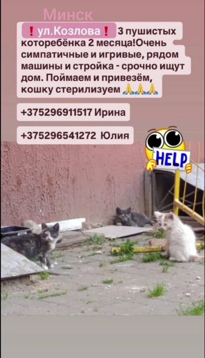 Kotyata ishtut dom (Котята ищут дом), Mixed Breed for adoption at Kotyata Darom, Minsk Region