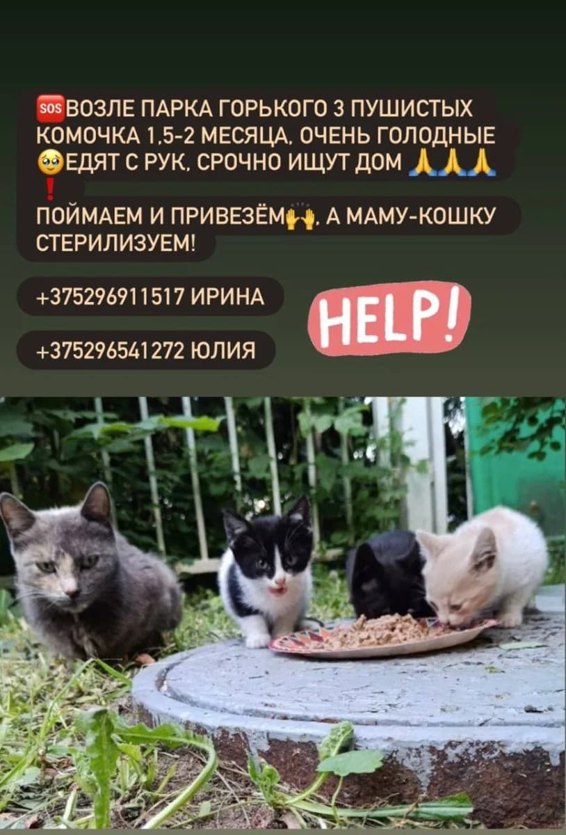Kotyata ishtut dom (Котята ищут дом), Mixed Breed for adoption at Kotyata Darom, Minsk Region